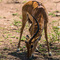 Serengeti NP